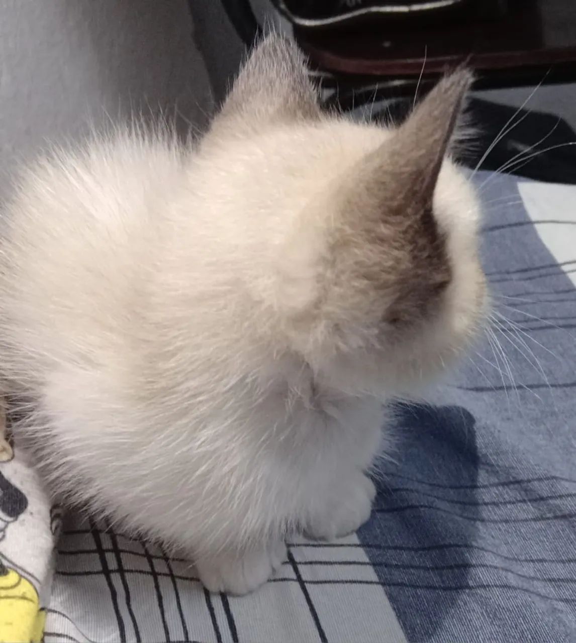 Filhotes de Siamês com British shorthair! - Foto 4