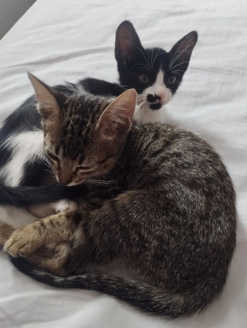 Filhote gato para adoção responsável  - Foto 2