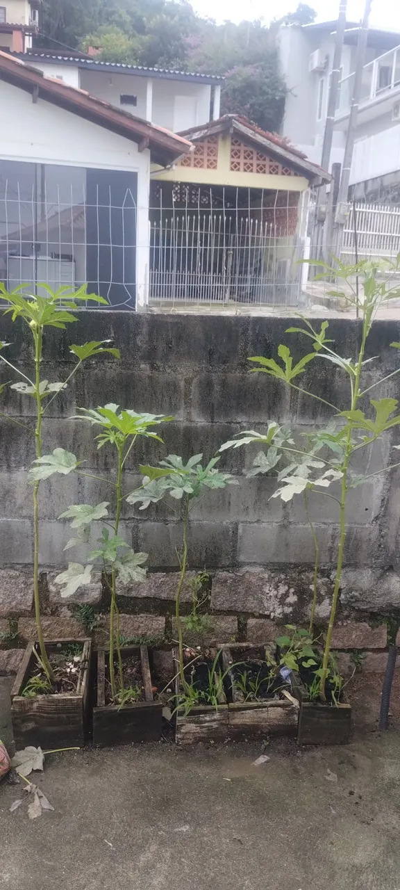 Mudas de quiabo
