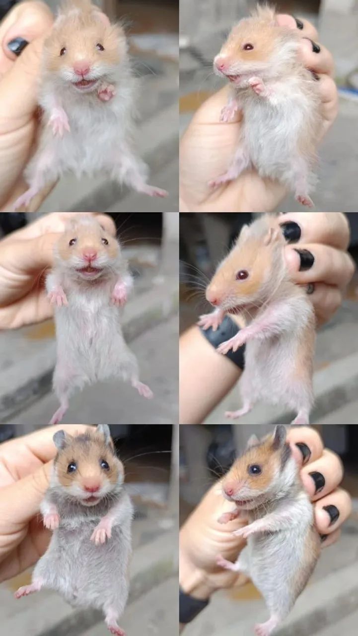 Hamster Sírio em Maceió 64169904305666122