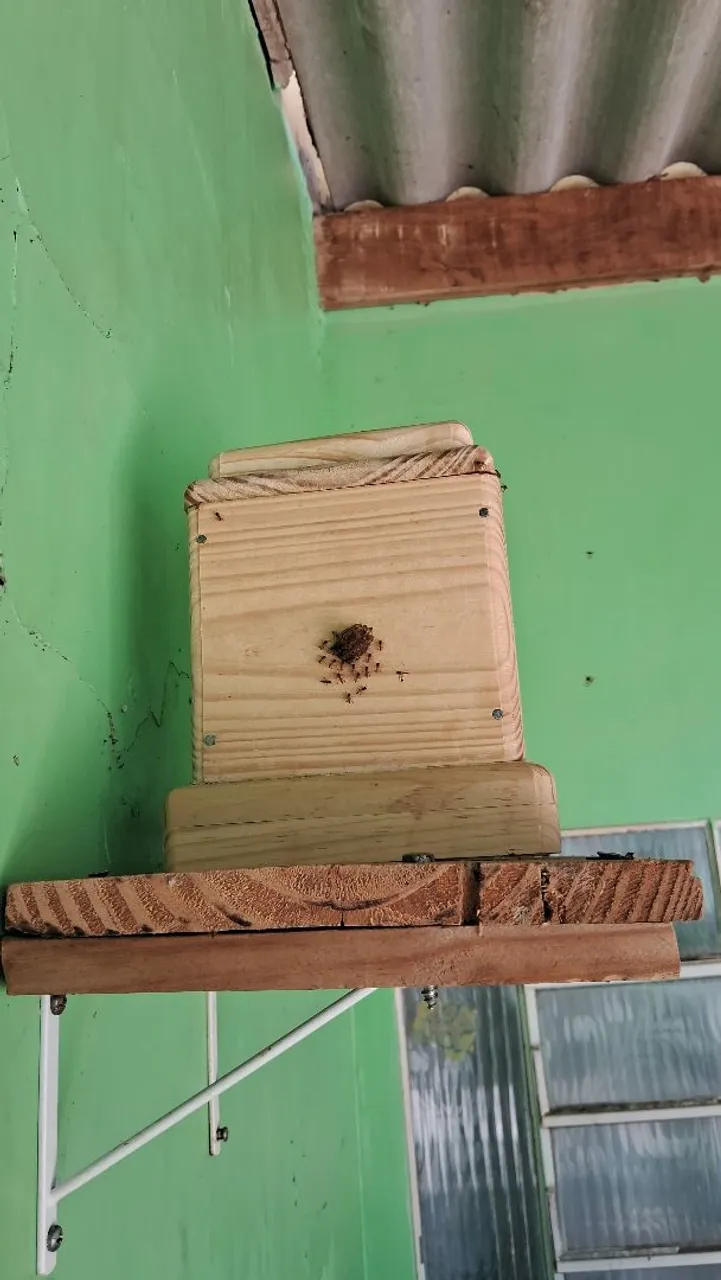 Caixa com abelhas Jateí