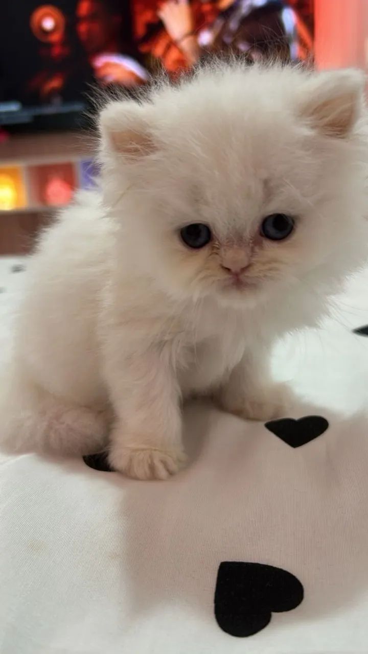 Persa Branco - Lindos Filhotes Machos  - Foto 2