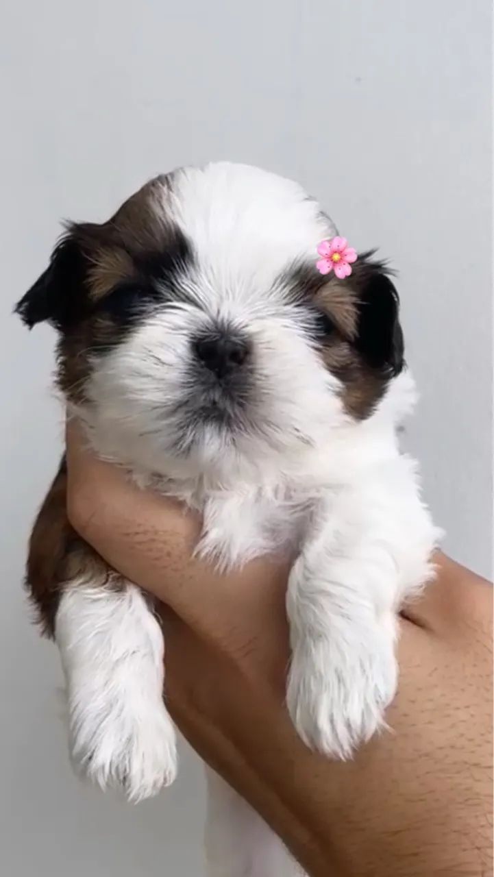 Shih tzu fêmea com pedigree 