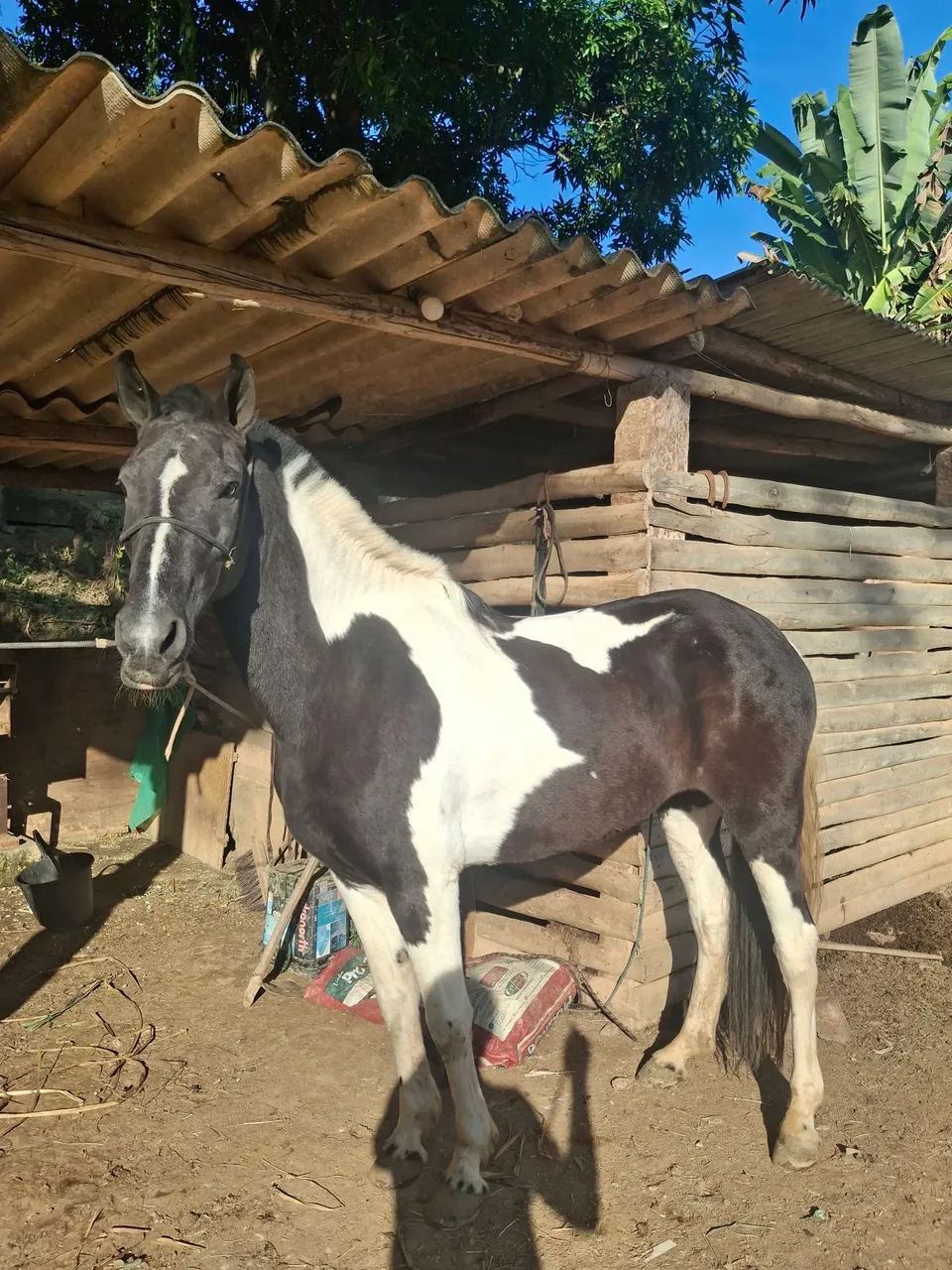 Egua pampa