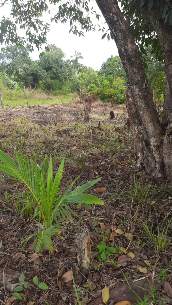 Terreno na ilha  - Foto 2