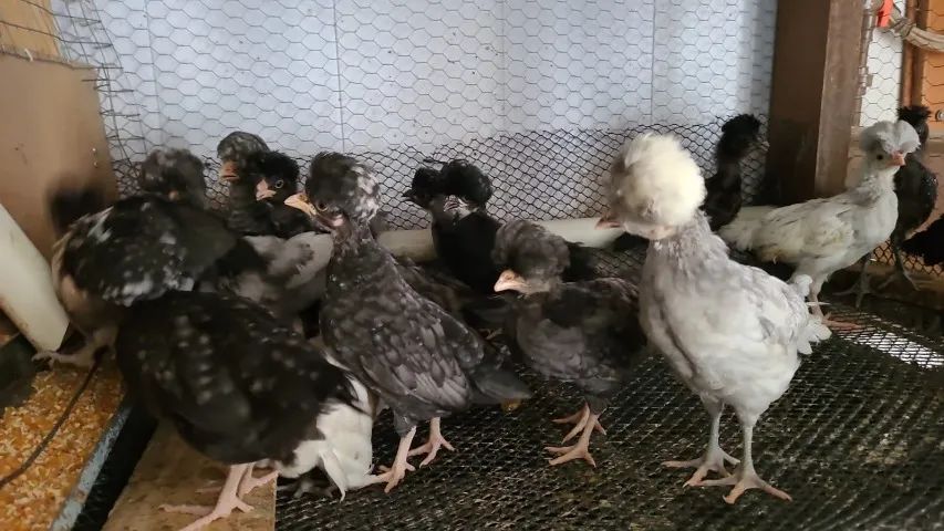 Polones 5 por 100 - Foto 4