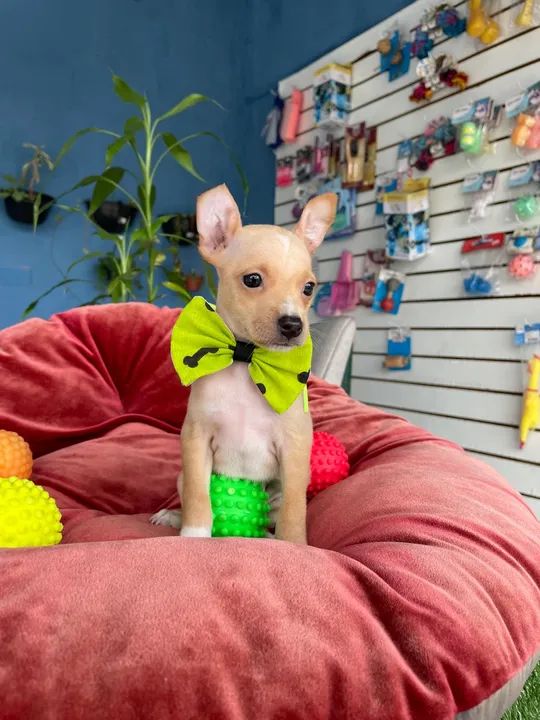 Mega promoção Pinscher macho $1.100,00