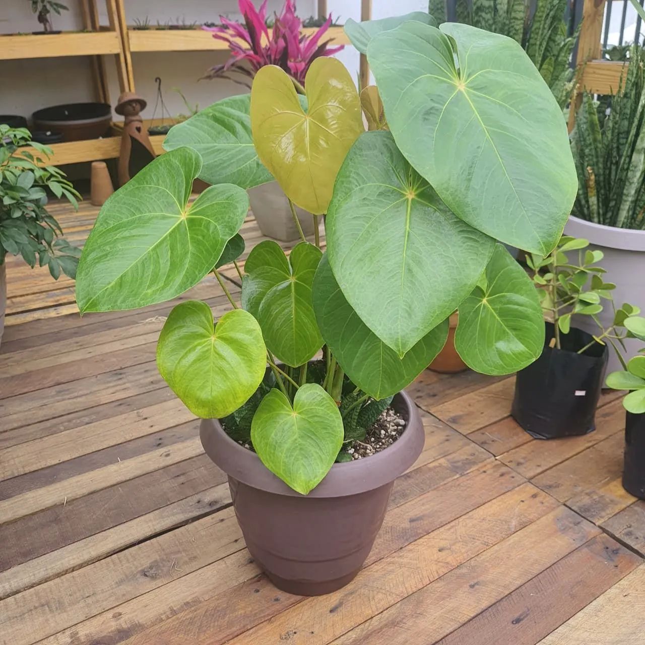 Planta Anturio com Mini espada de São Jorge