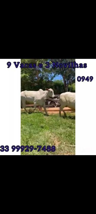 9 Vacas e 3 Novilhas  - Foto 3
