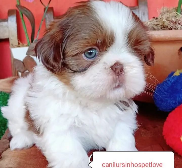 Shih tzus exóticos raridade com pedigree op - Foto 6