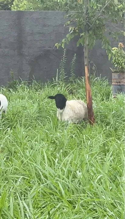 Capim BRS Kurumi e Capiaçu