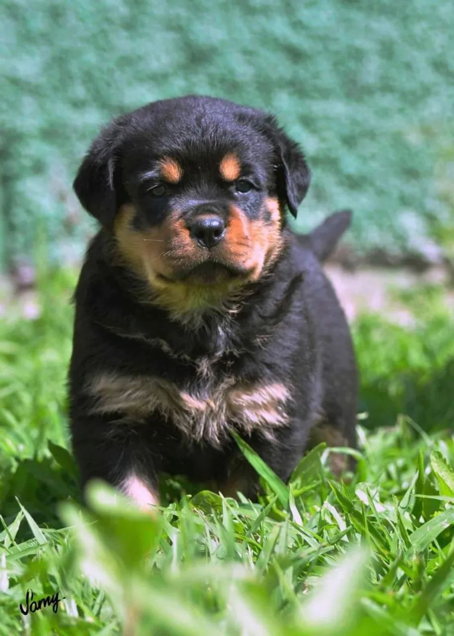 Filhotes de Rottweiler - Canil Hause Romarth - Foto 4