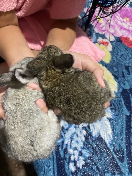 Coelhinho fofinho  - Foto 3