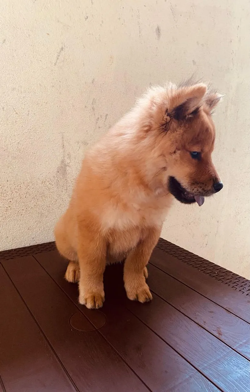 Filhote de akita inu