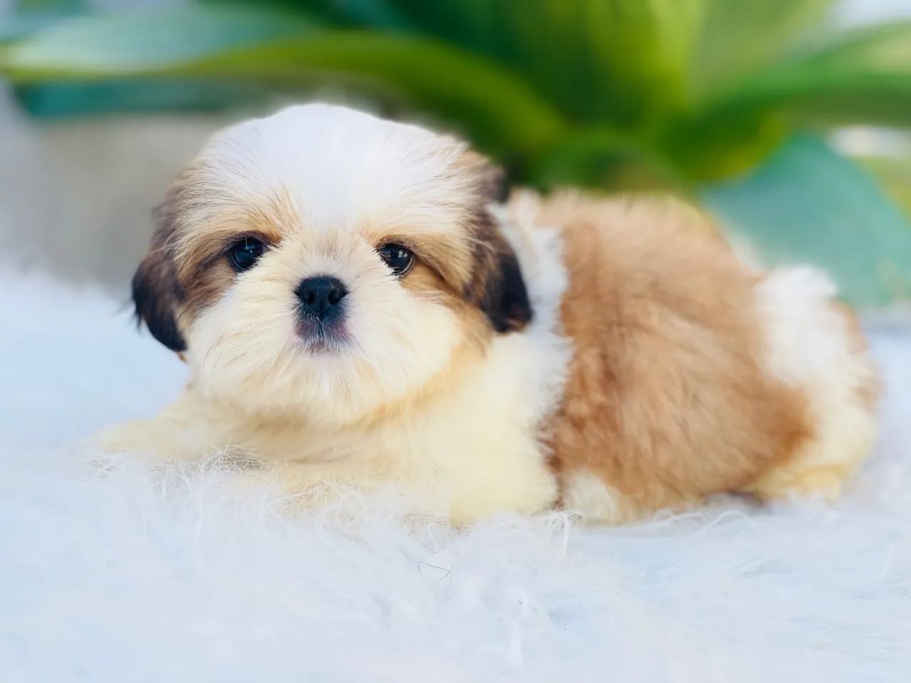 Maravilhoso macho Mini Shih tzu - Foto 2