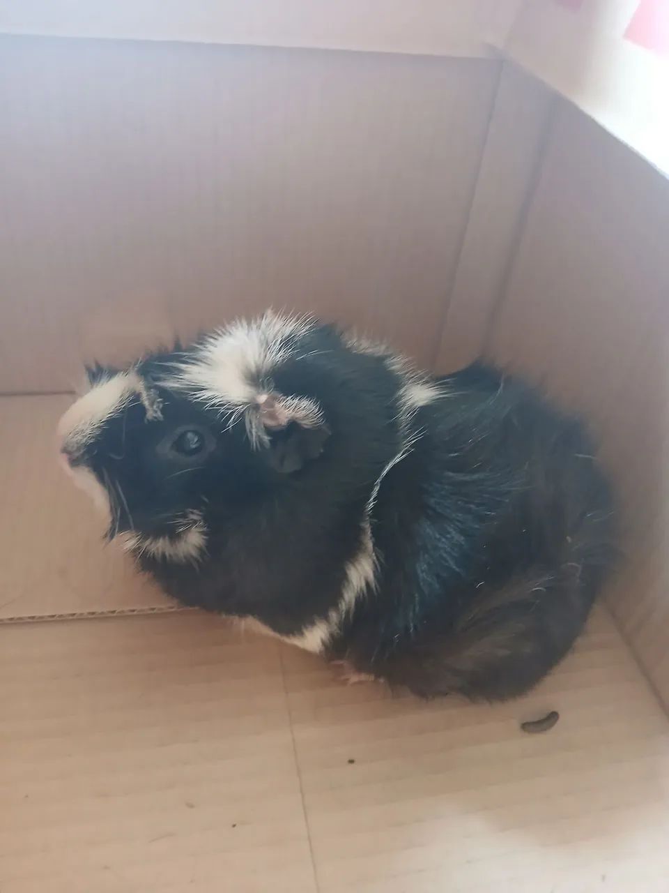 Vendo porquinho da Índia  - Foto 3