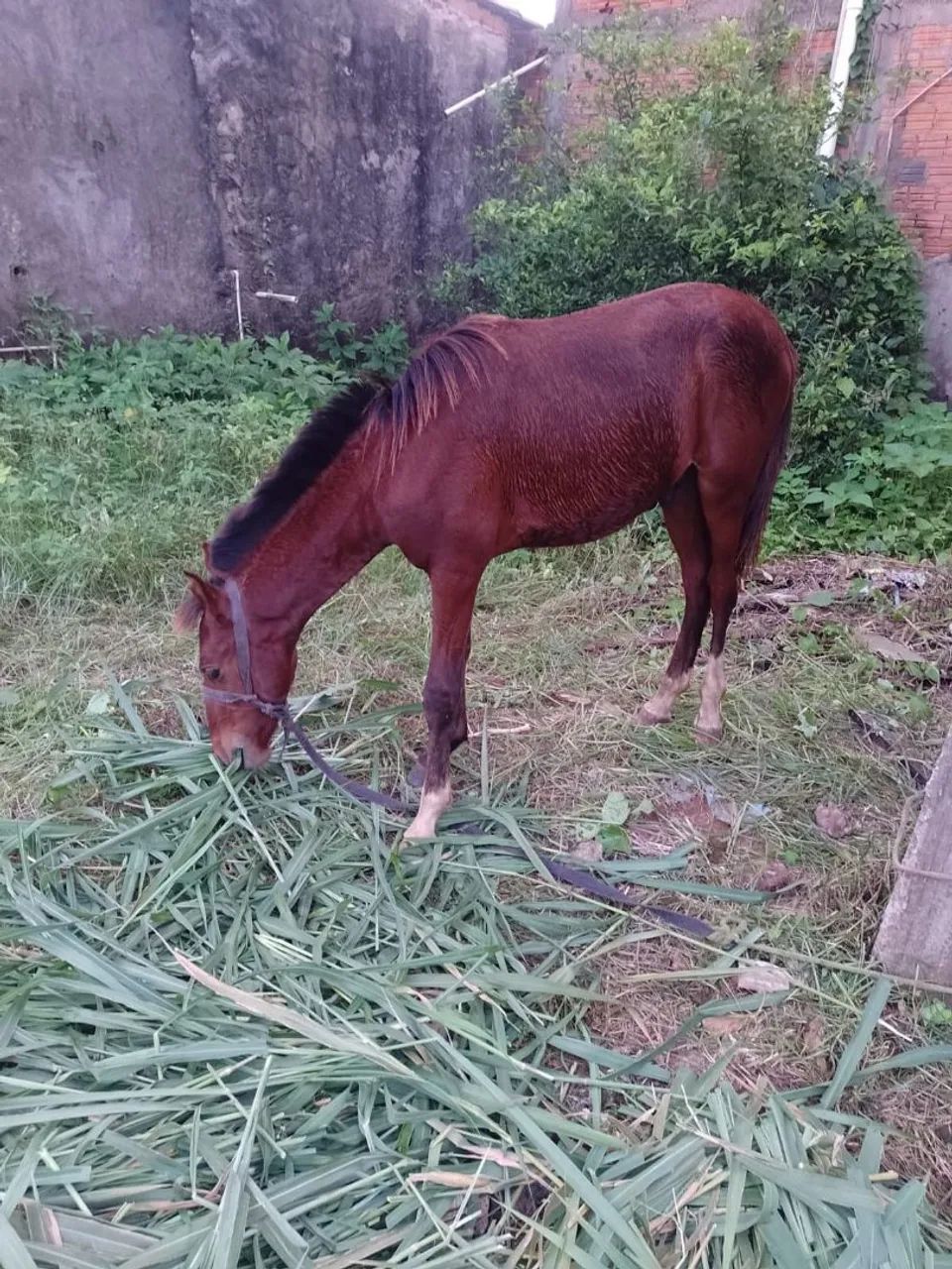 Potro desmamado 