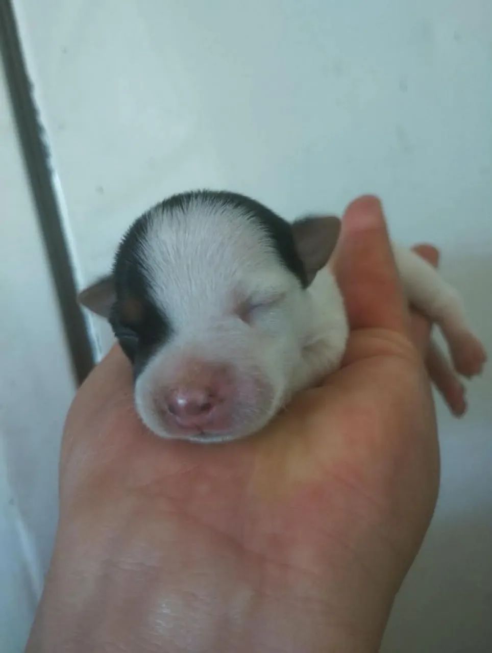 Filhotes de Jack Russell  - Foto 4