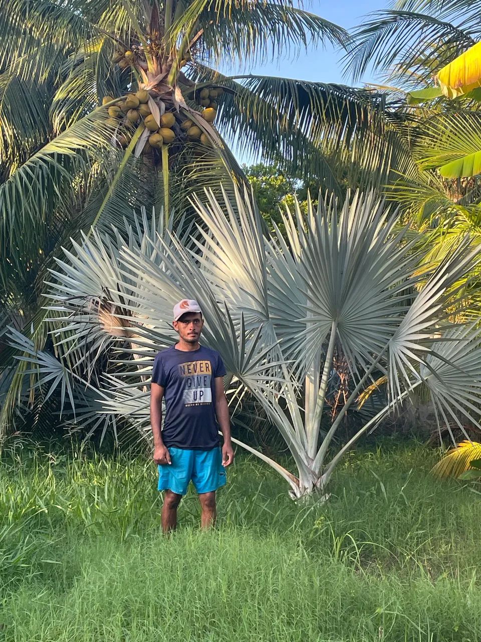 Mudas de Palmeira Azul Mandagascar - Foto 6