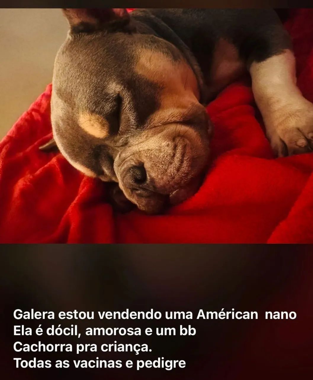 American bully nano  - Foto 3