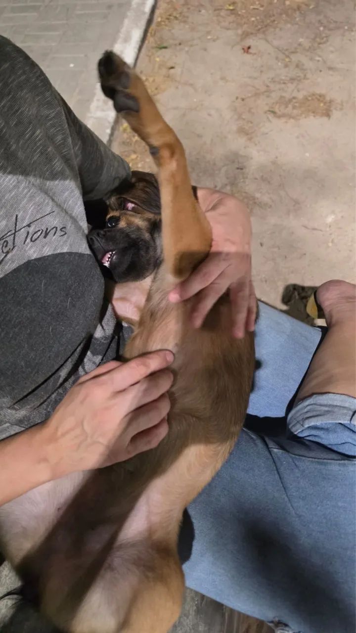 Cachorrinha para adoção responsável 