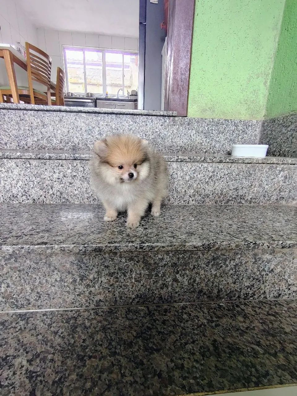 Macho Spitz  - Foto 4