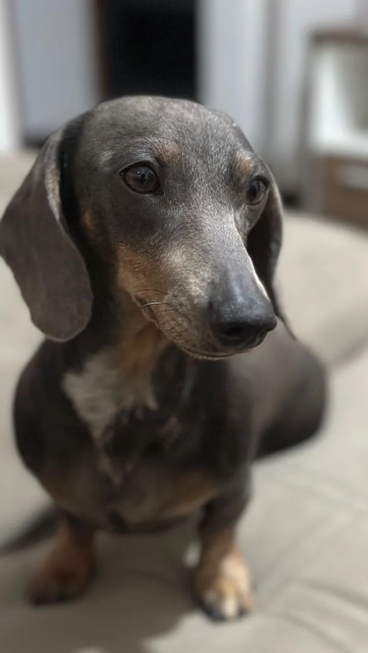 Dachshund  - Foto 4