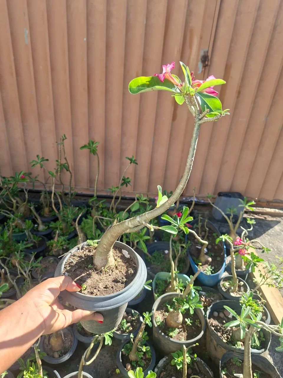 Lindas Rosas do deserto  - Foto 5