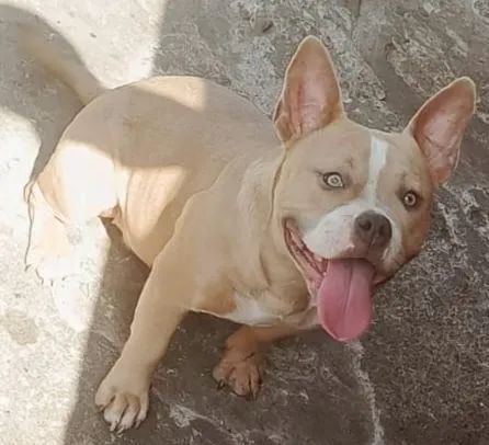 Animais 