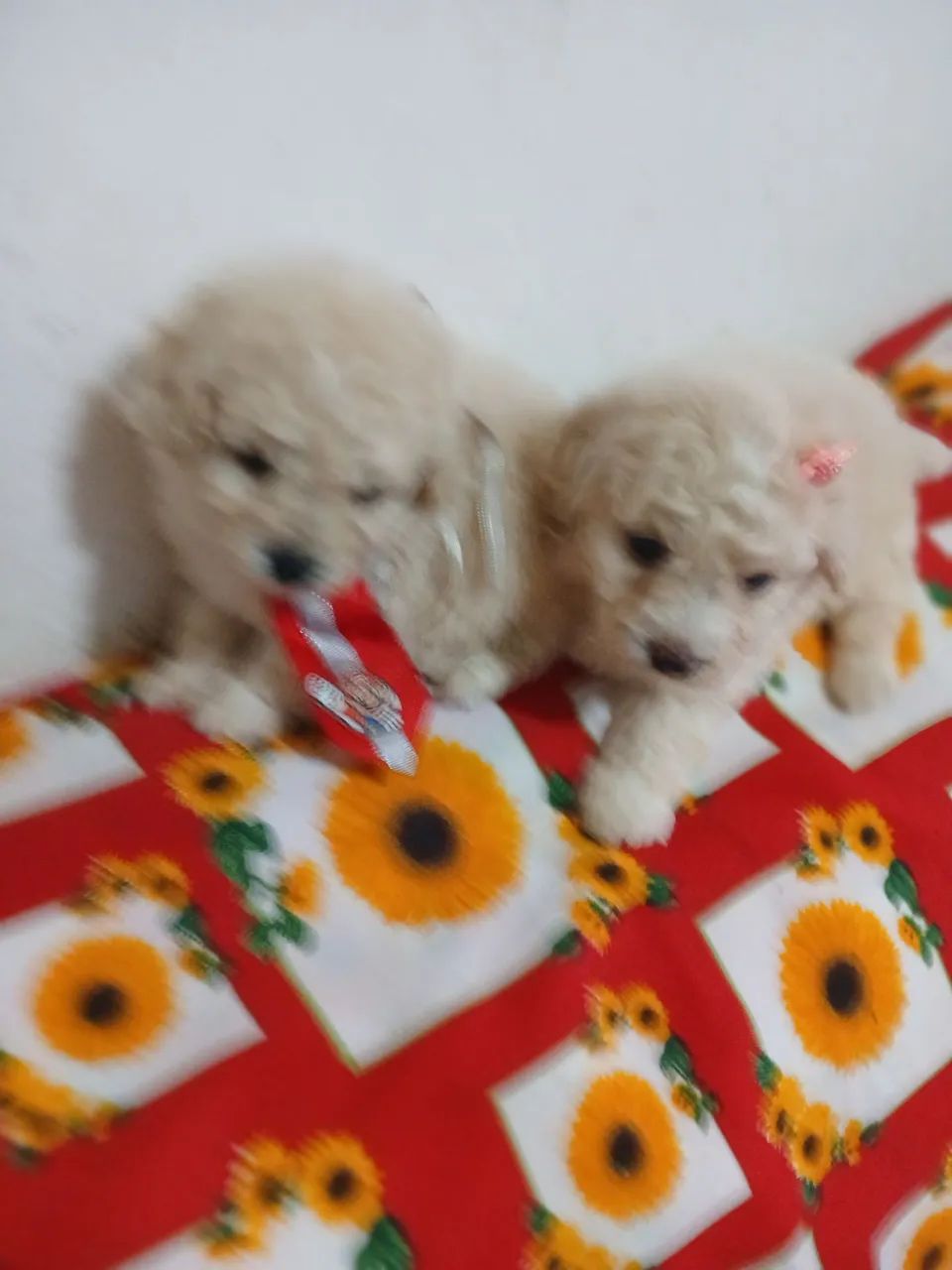 Poodle Micro Toy - Foto 2