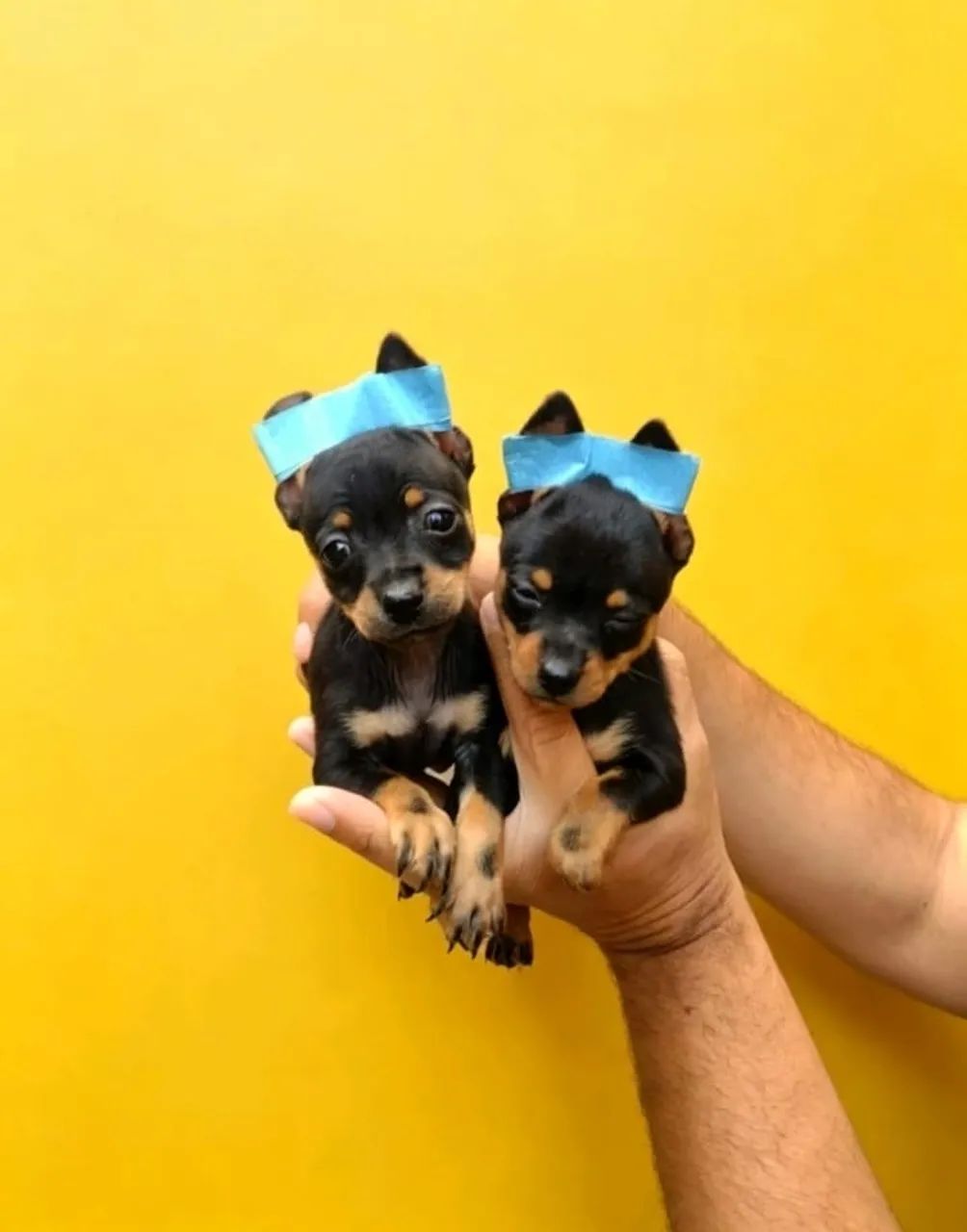 Pinscher 