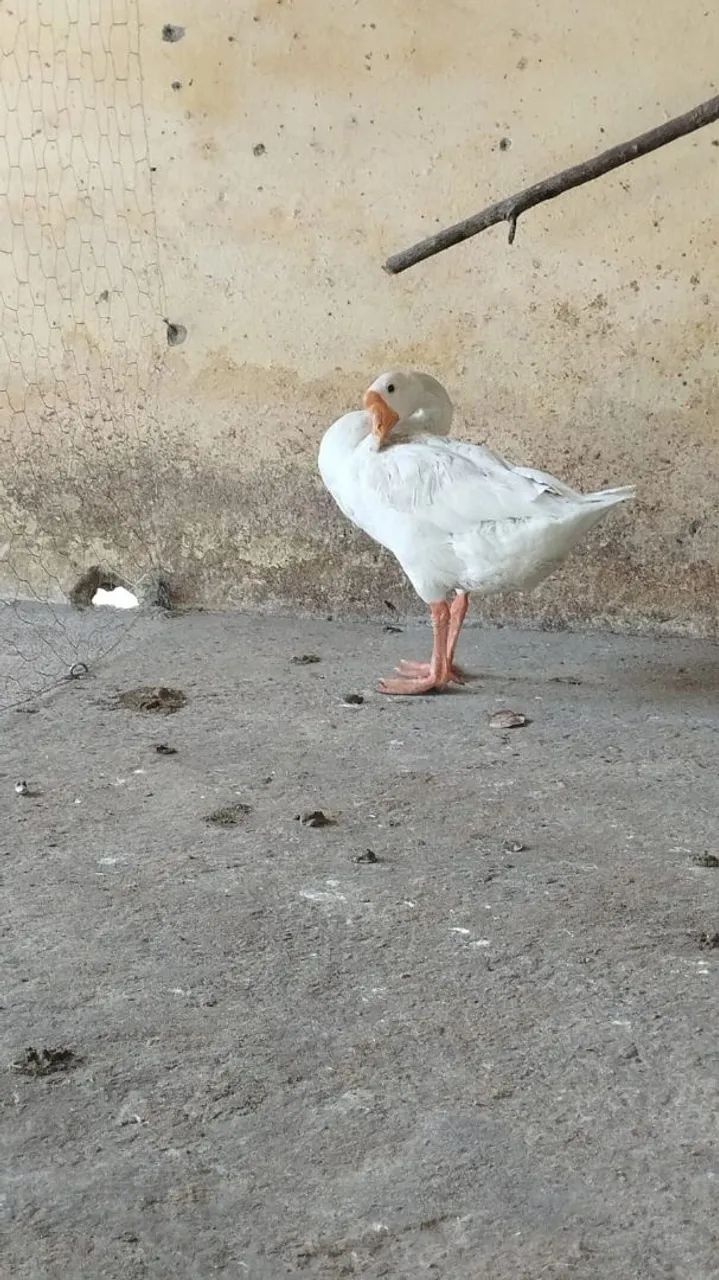 Vendo ganso - Foto 2