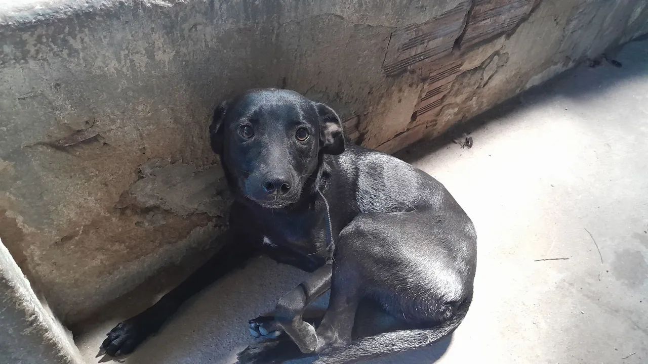 Doação de 2 cachorros 1 Macho e Fêmea  - Foto 5