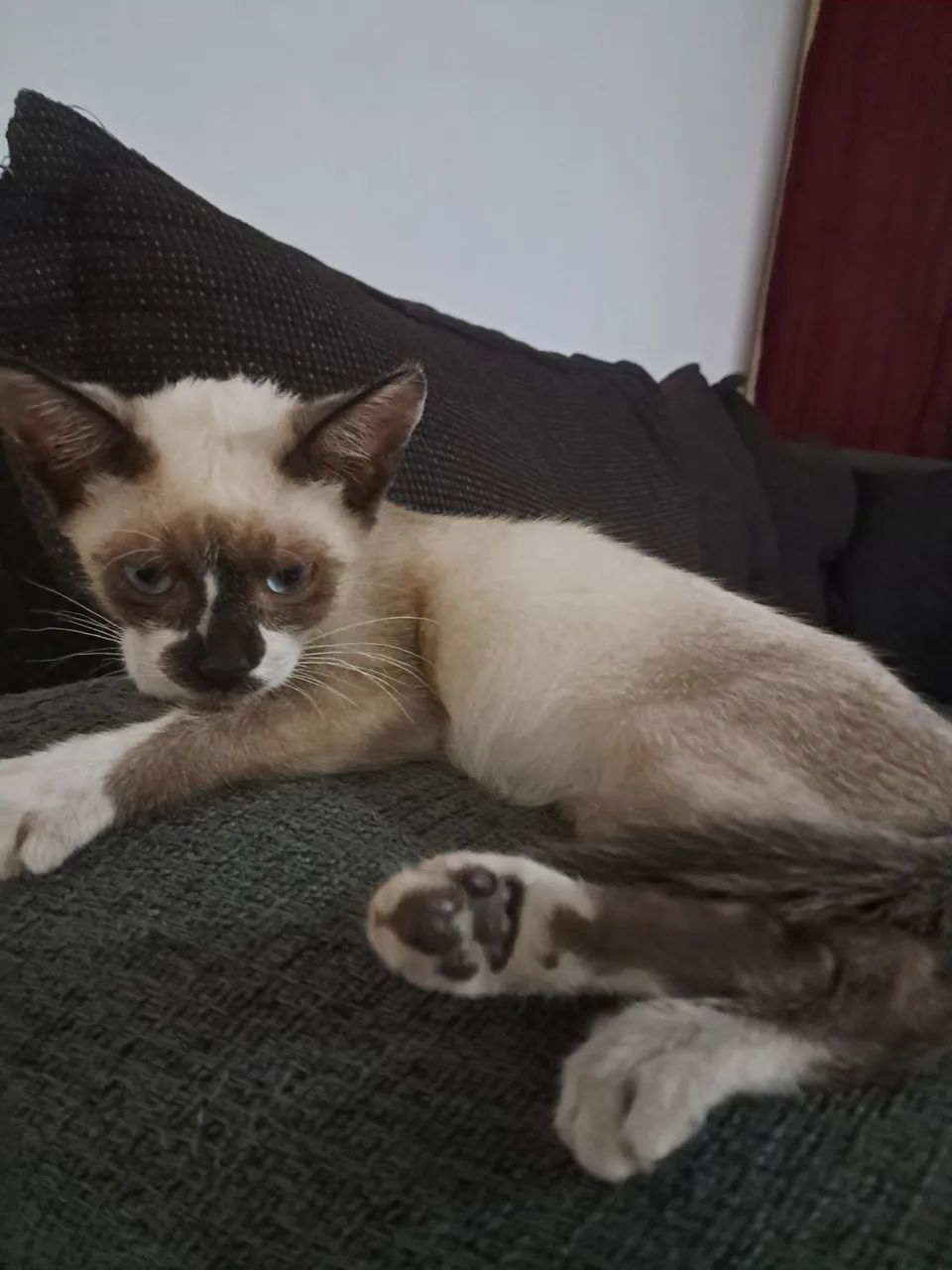 Doação gato - Foto 2