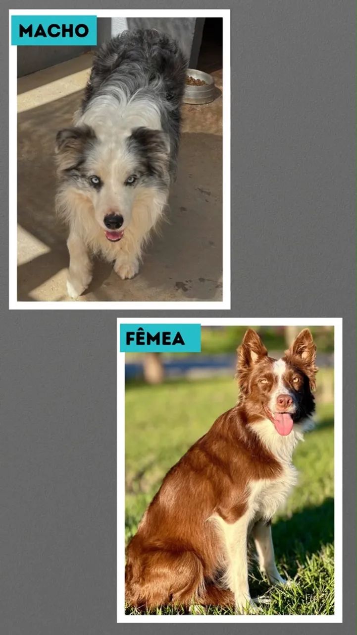 Vendo Border collie - Foto 2