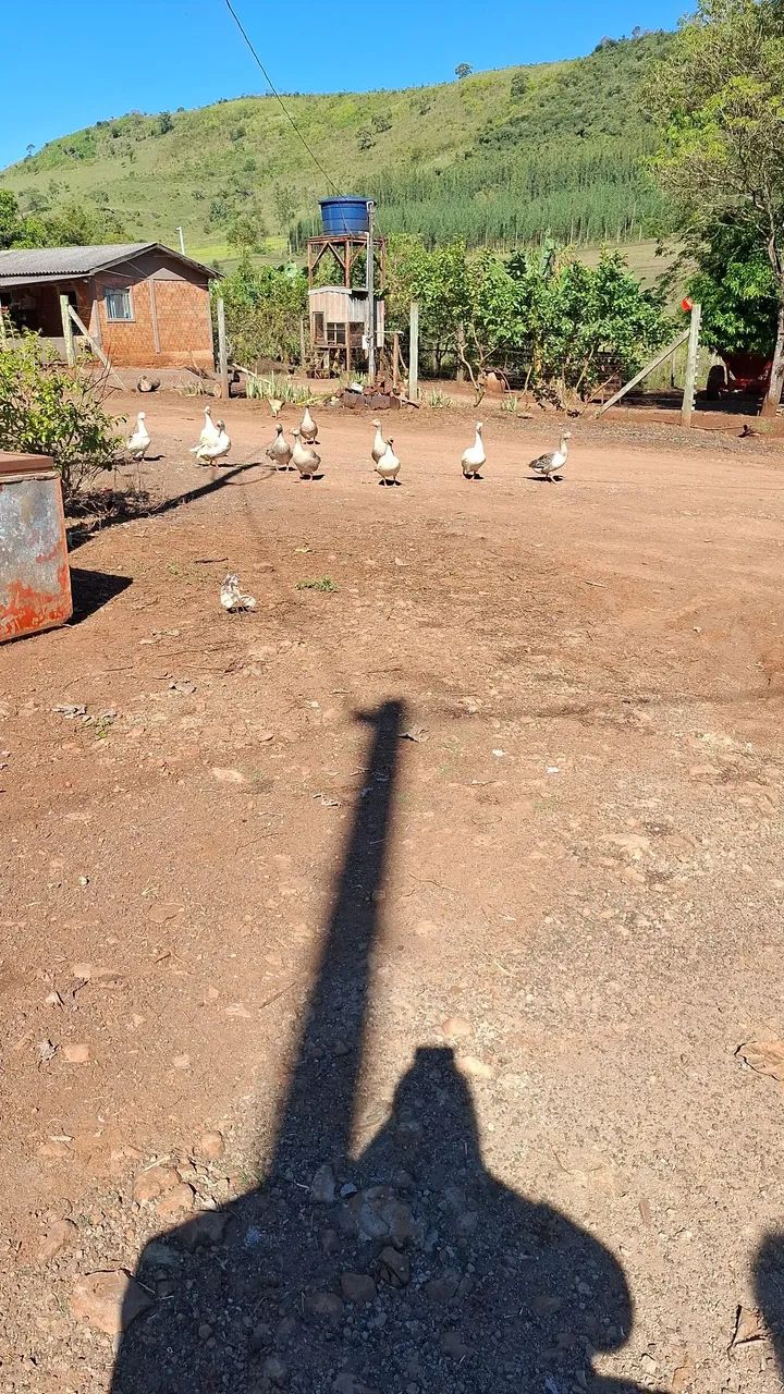 Sítio  próximo a Campo Mourão. - Foto 5