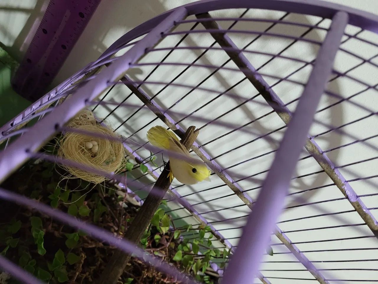 Gaiola com dinheiro em penca - Foto 2