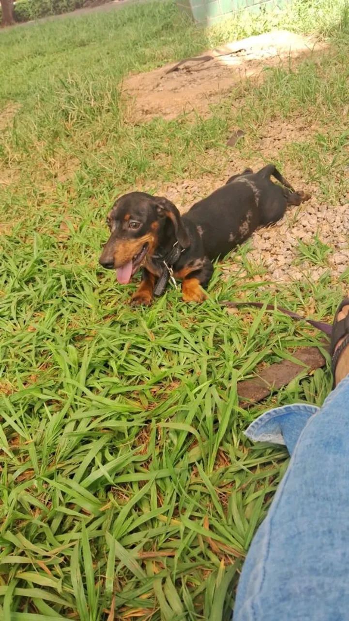 Vendo cachorro  - Foto 2
