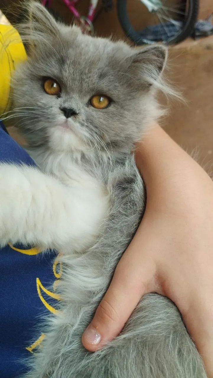 Gato persa macho - Foto 3