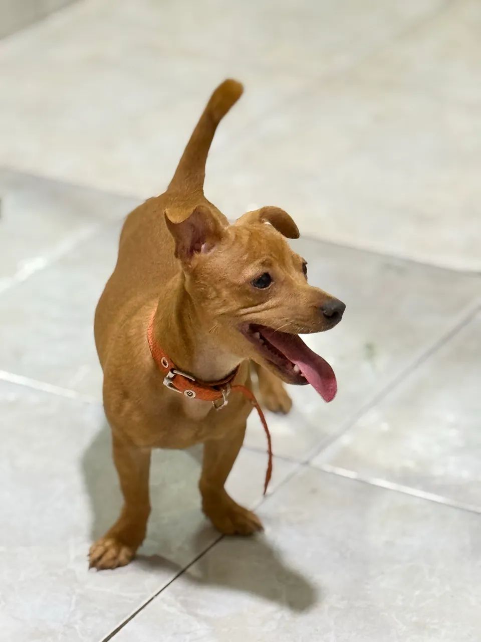 Cachorro - Foto 2