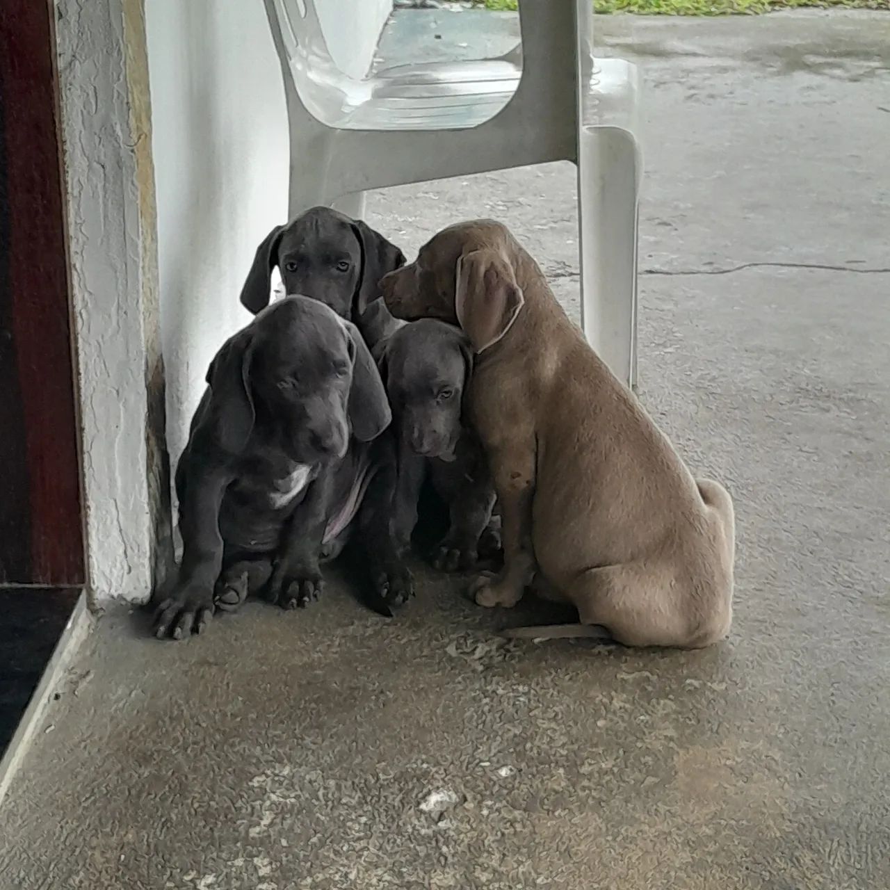 Weimaraner - Foto 3