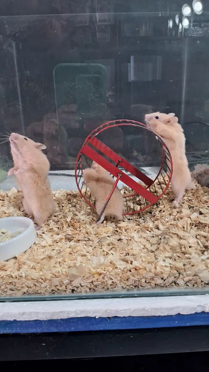 Hamster Sírios  - Foto 6