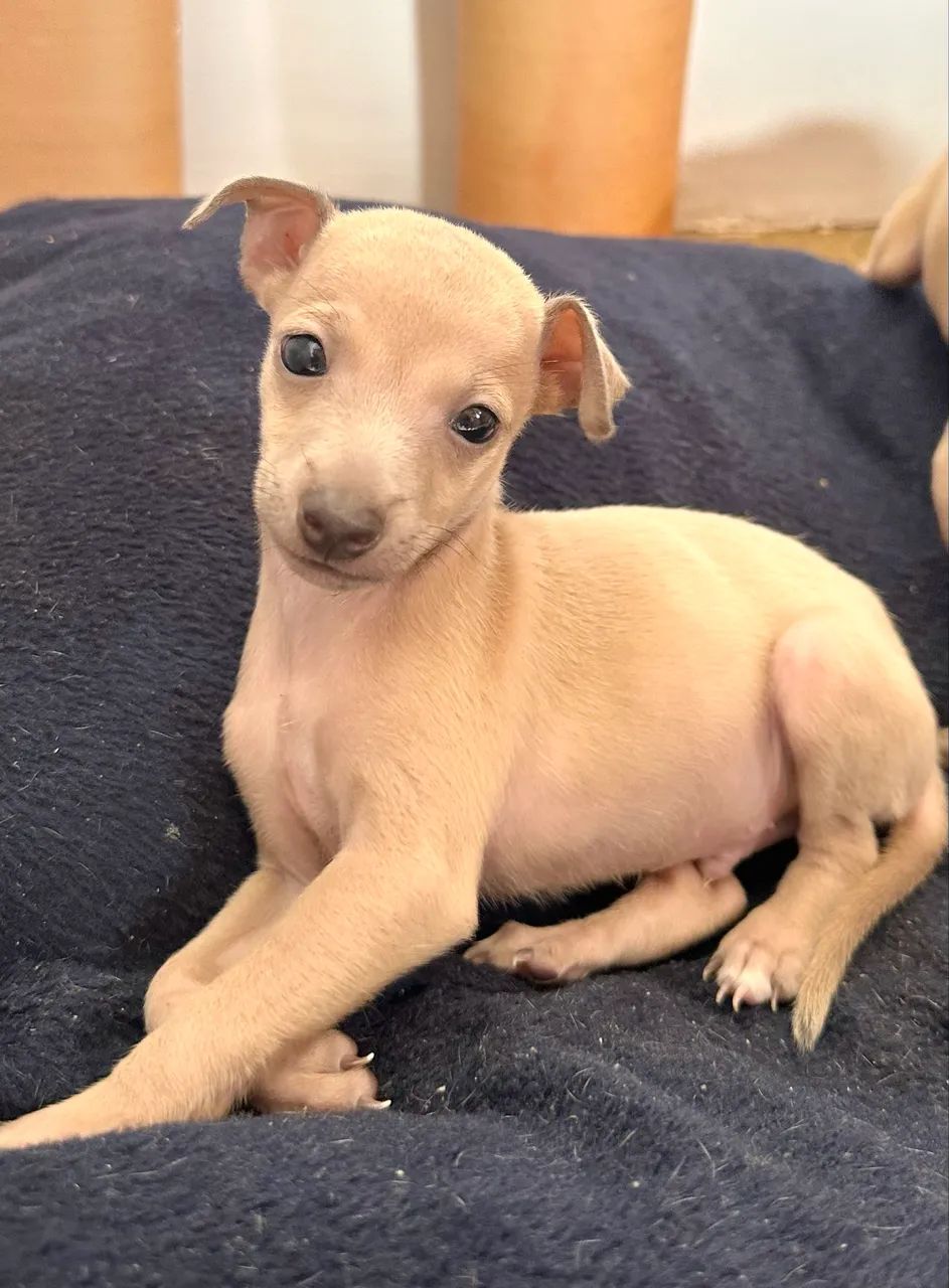Galgo italiano, galguinho, pequeno lebrel  - Foto 3