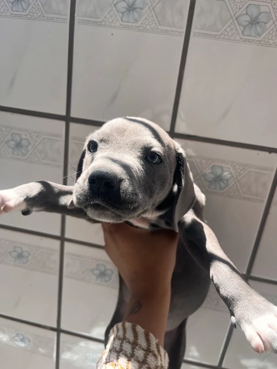 filhote american bully  - Foto 5