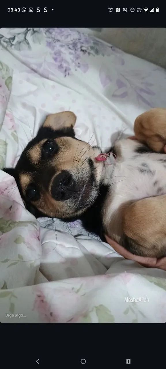Cachorrinha de 2 anos para adoção.