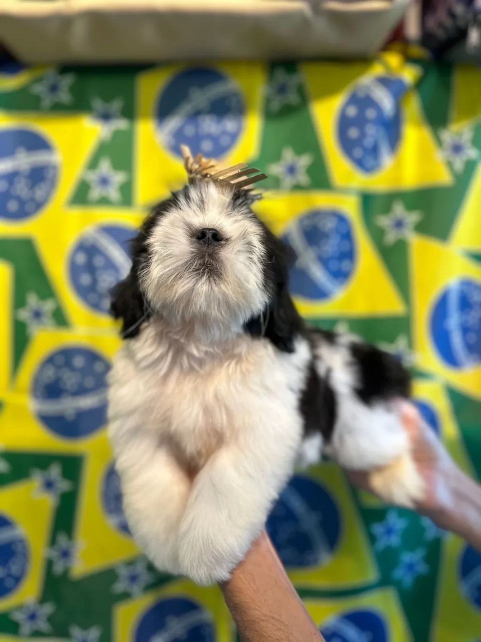 Shitzu preto e branco  - Foto 4