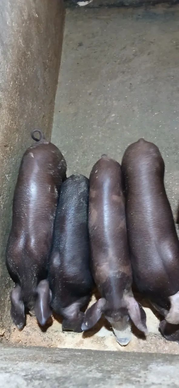 Leitoes caipira da Raça NILO  - Foto 3