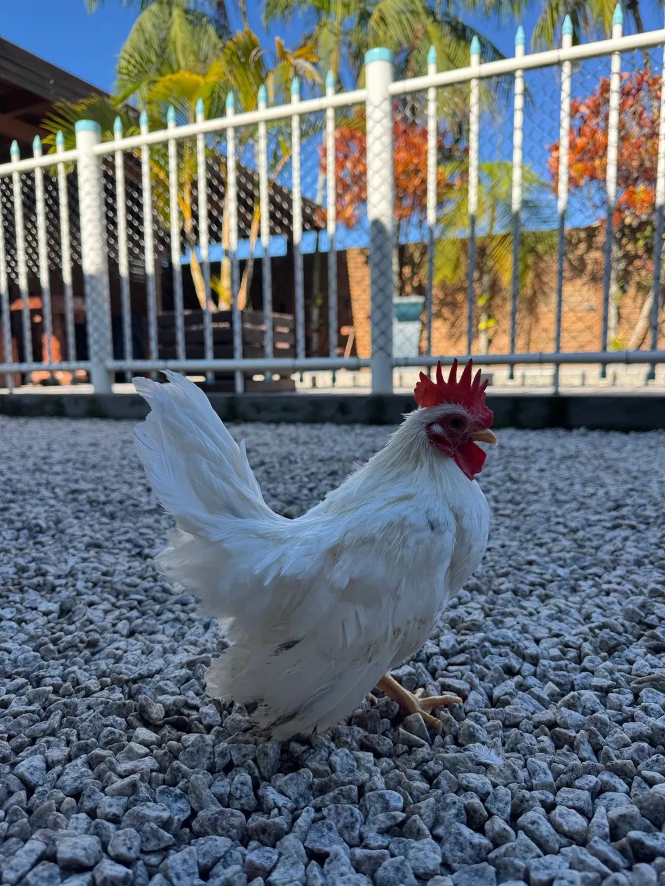 galo nagasaki