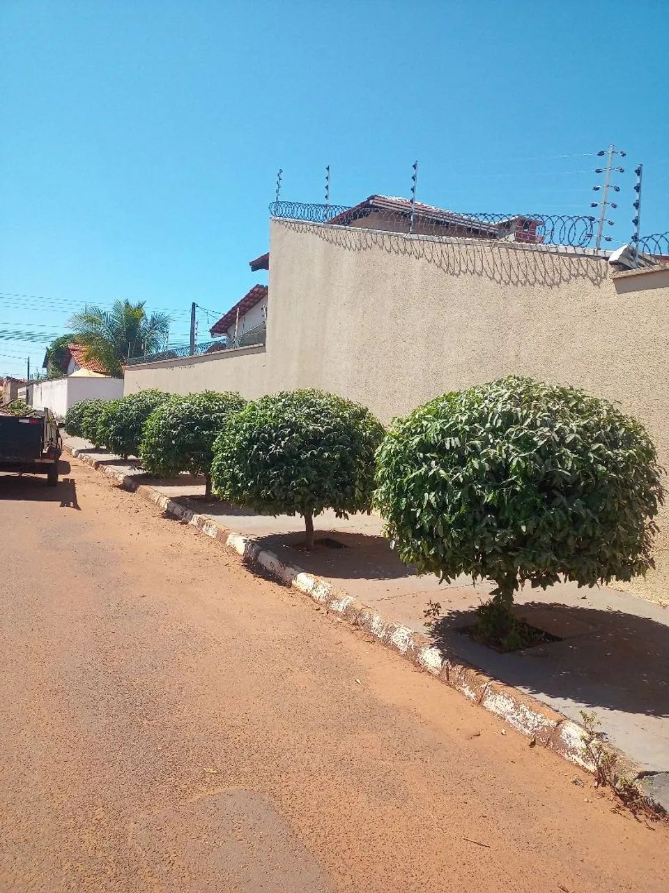Corte e poda de árvore  - Foto 3