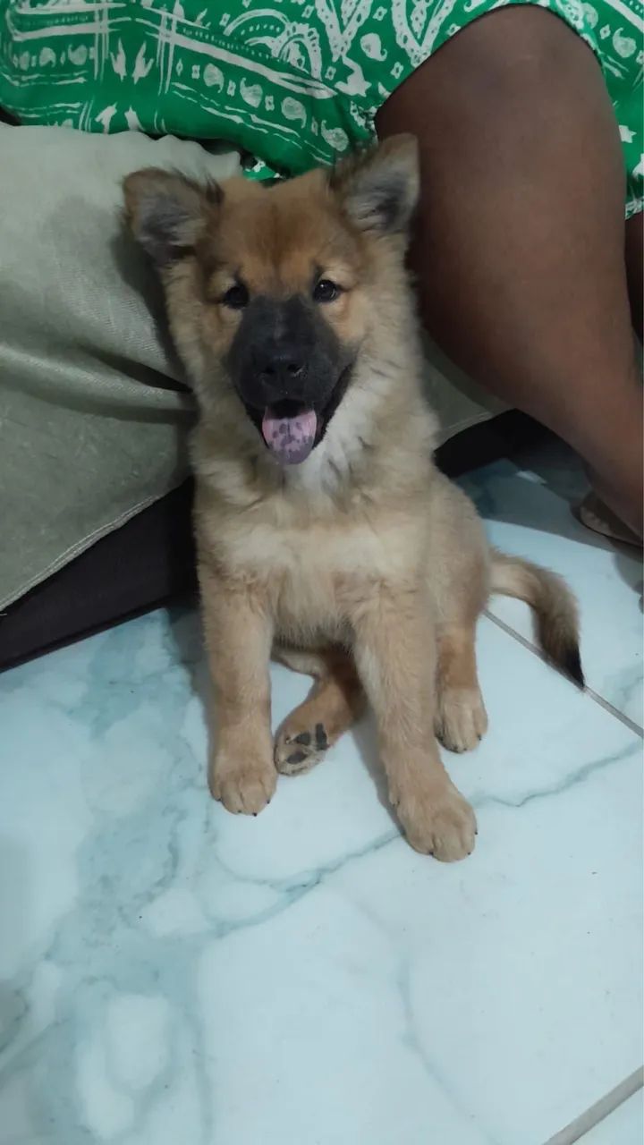 Chow Chow - Foto 3